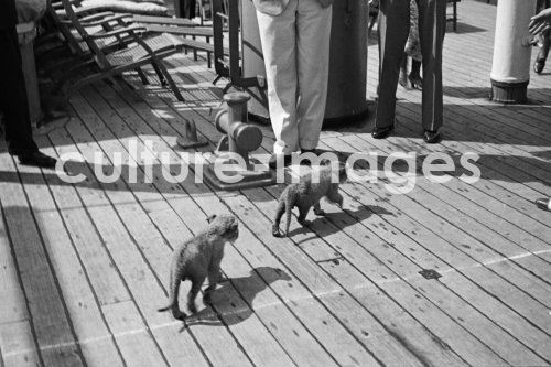 Seefahrt, junge Hunde an Bord Seefahrt, junge Hunde an Bord