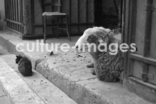 Algerien, Algier, Strassenszene. Aus der Algerien, Algier, Strassenszene. Aus der