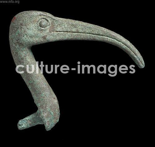 Head of an ibis