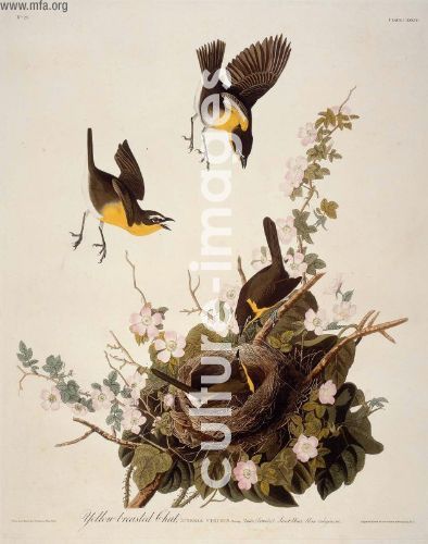 The Birds of America, Plate 137, Yellow-breasted Chat