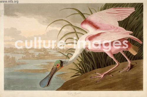 The Birds of America, Plate 321, Roseate Spoonbill The Birds of America, Plate 321, Roseate Spoonbill