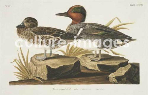 The Birds of America, Plate 228, American Green winged Teal