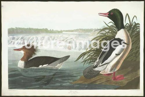 The Birds of America, Plate 331, Goosander