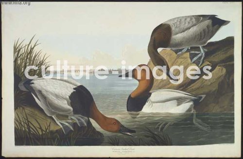 The Birds of America, Plate 301, Canvas backed Duck