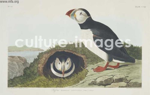 The Birds of America, Plate 213, Puffin