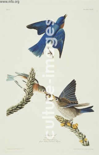 The Birds of America, Plate 113, Blue-bird