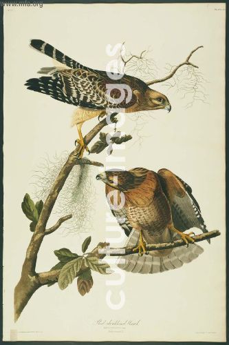 The Birds of America, Plate 56, Red-shouldered Hawk
