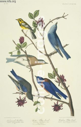 The Birds of America, Plate 393, Arctic Blue-bird