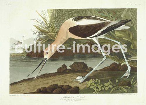 The Birds of America, Plate 318, American Avocet