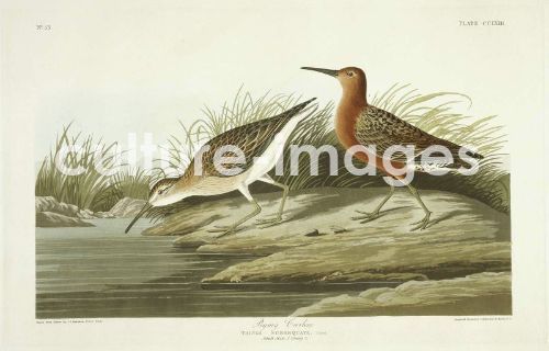 The Birds of America, Plate 263, Pigmy Curlew