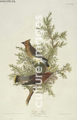 The Birds of America, Plate 43, Cedar Bird