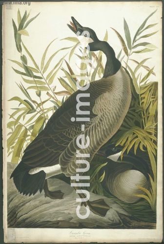 The Birds of America, Plate 201, Canada Goose