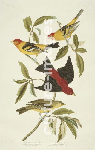 The Birds of America, Plate 354, Scarlet Tanager