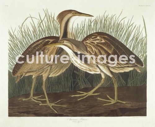 The Birds of America, Plate 337, American Bittern