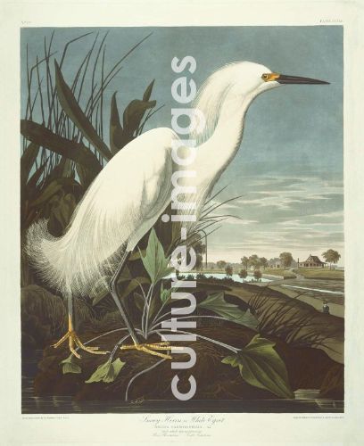 The Birds of America, Plate 242, Snowy Heron