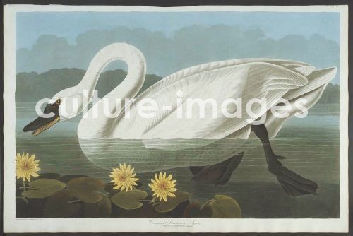 The Birds of America, Plate 411, Common American Swan