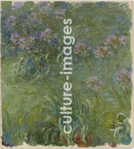 Claude Monet, Schmucklilien Claude Monet, Schmucklilien