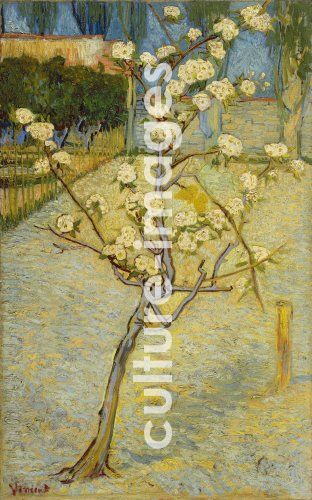 Vincent van Gogh, Small pear tree in blossom Vincent van Gogh, Small pear tree in blossom