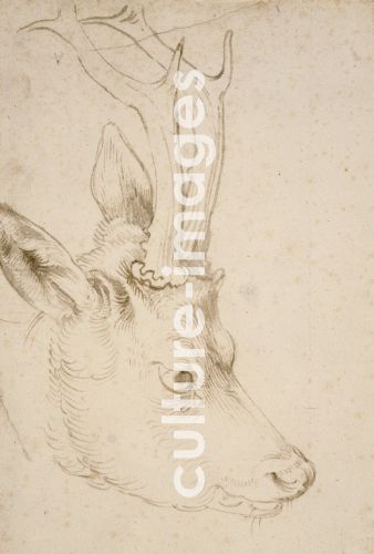 Albrecht Dürer, Kopf eines Rehbock