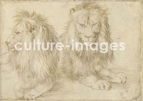Albrecht Dürer, Zwei Löwen