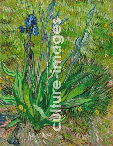 Vincent van Gogh, Gogh, Vincent, van (1853-1890), Iris, Öl auf Leinwand, Postimpressionismus, 1890, Holland, National Gallery of Canada. Vincent van Gogh, Gogh, Vincent, van (1853-1890), Iris, Öl auf Leinwand, Postimpressionismus, 1890, Holland, National Gallery of Canada.
