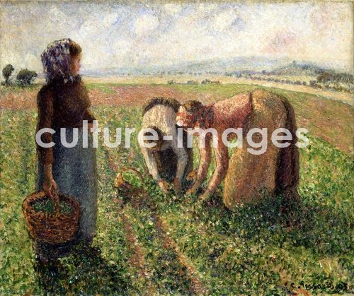 Camille Pissarro, Die Erbsenernte, Eragny Camille Pissarro, Die Erbsenernte, Eragny