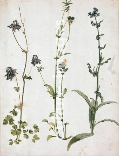 Albrecht Dürer, Akelei, Stiefmütterchen und Ochsenzunge