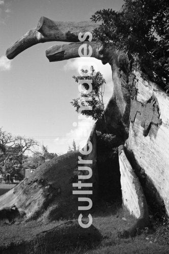 Bahamas, Nassau, Karibik, Baum, Denkmal. Bahamas, Nassau, Karibik, Baum, Denkmal.