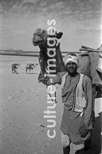 Ägypten, Suezkanal, Kamele, Karawane, Kamelkarawane. Ägypten, Suezkanal, Kamele, Karawane, Kamelkarawane.