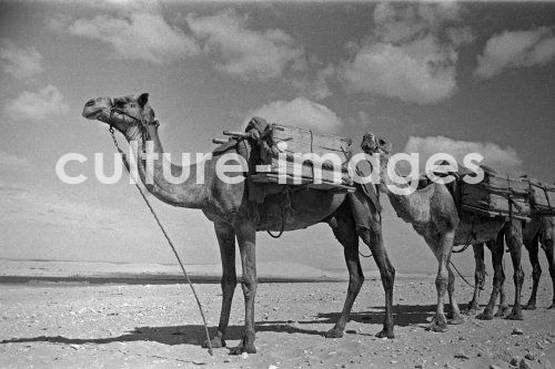 Ägypten, Suezkanal, Kamele, Karawane, Kamelkarawane. Ägypten, Suezkanal, Kamele, Karawane, Kamelkarawane.
