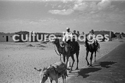 Ägypten, Suezkanal, Kamele, Karawane, Kamelkarawane.