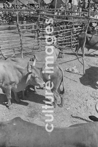 Kolumbien, Cartagena, Stierkampf, Arena. Aus Kolumbien, Cartagena, Stierkampf, Arena. Aus