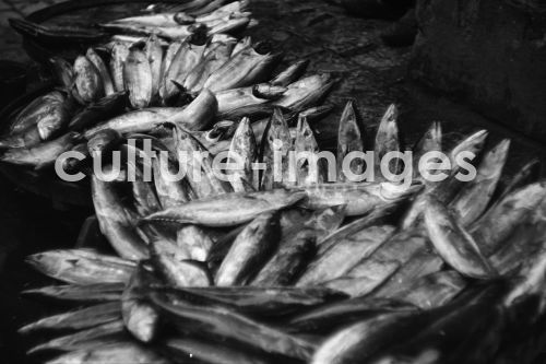 Fische,Türkei, Istanbul. Aus der Sammlung Fische,Türkei, Istanbul. Aus der Sammlung