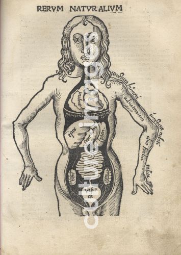 Gregor Reisch, Margarita Philosophica. Anatomy
