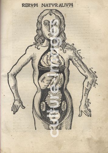 Gregor Reisch, Margarita Philosophica. Anatomy Gregor Reisch, Margarita Philosophica. Anatomy