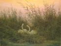 Caspar David Friedrich, Schwäne im Röhricht