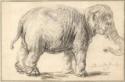 Rembrandt van Rhijn, Ein Elefant