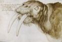 Albrecht Dürer, Kopf eines Walrosses